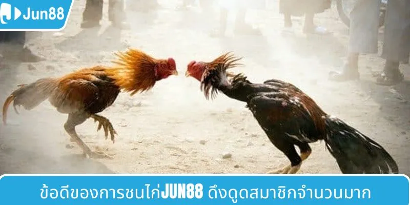 ข้อดีที่ทำให้ไก่ชน JUN88 ดึงดูดสมาชิกจำนวนมาก