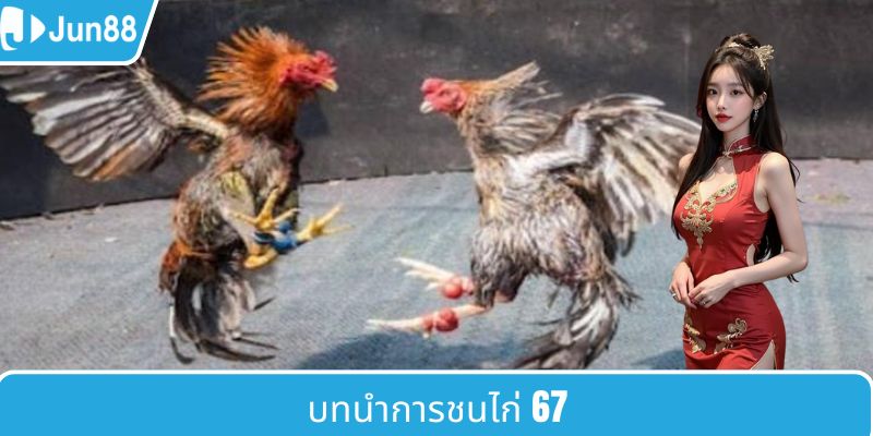 แนะนำเกี่ยวกับไก่ชน 67