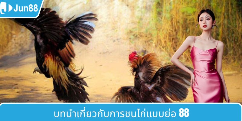 แนะนำโดยย่อเกี่ยวกับไก่ชน 88