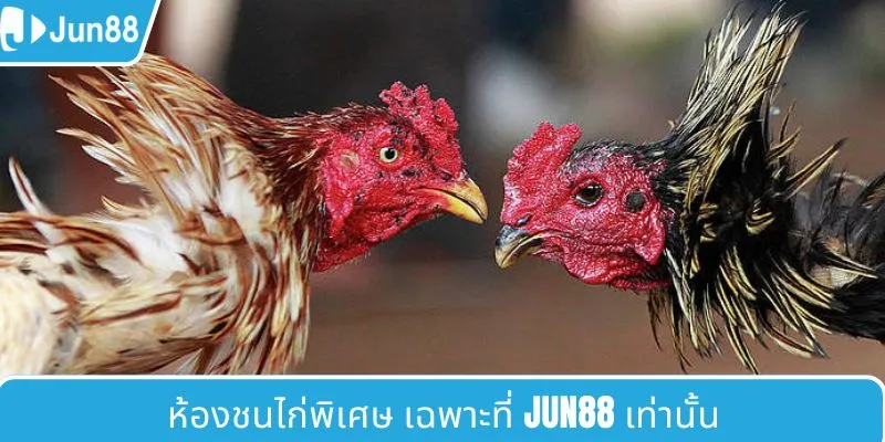 สนามไก่ชนพิเศษเฉพาะที่ JUN88