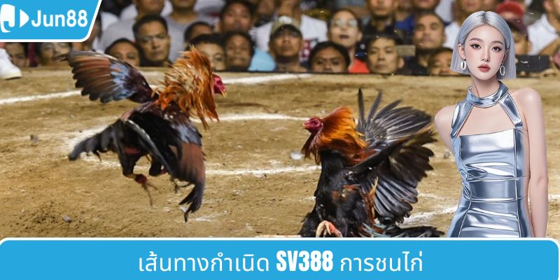 ไก่ชน C1 พิเศษและมืออาชีพ