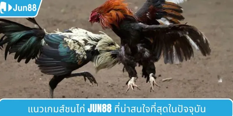 ประเภทการชนไก่ JUN88 ที่น่าตื่นเต้นที่สุดในตอนนี้